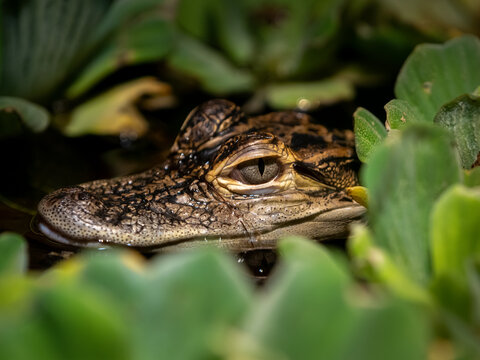 close up of a baby alligator hiding within some greenery
