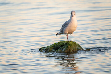 Seagull sits on stone cliff at the sea shore