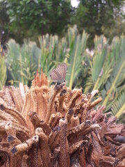 butterfly on a plant
