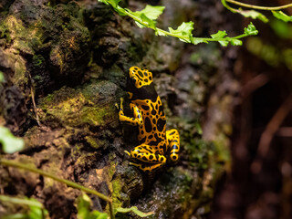 yellow-banded poisonous dart frog sitting on a rock