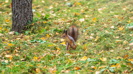 Autumn squirrel on green grass with fallen yellow leaves