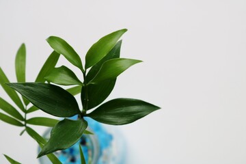 観葉植物　緑　癒し　