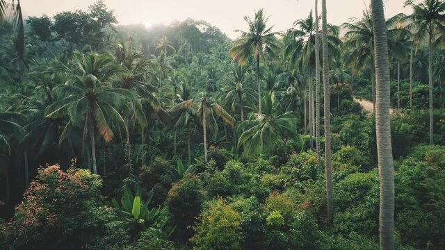 Aerial view green tropical forest with palms backlit sunset backlit. Local tourism, wildlife excursions in Papua New Guinea. Extreme jungle expedition summer natural light sun. Bright nature landscape