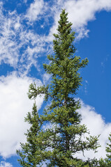 A Pine Tree against Blue Sky and Clouds