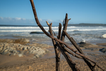  Driftwood scattered on the beach, washed ashore by the aftermath of a recent storm