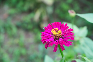 Obraz premium Blooming red small wild flowers outdoors