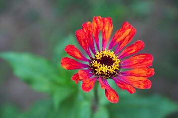 Blooming red small wild flowers outdoors