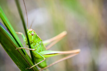 The green grasshopper in the grass in the forest summer in sunlight. Beautiful views of the grasshopper