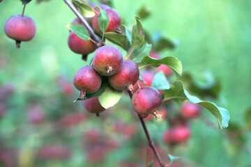 Autumn wild sand fruit hangs all over the branches