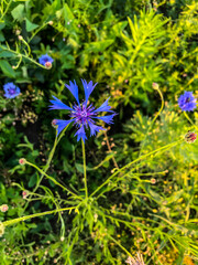 Stock Foto Field colors in summer in the field