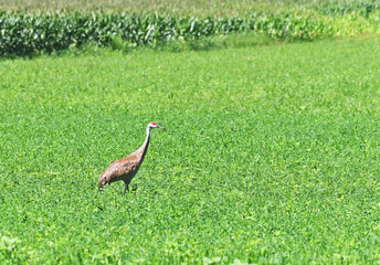 Crane with String on Beak