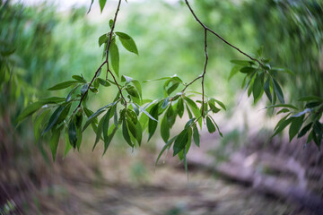 Leaves of Salix alba (white willow). Swirling background (bokeh). Focus in the center.
