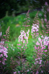 Obraz premium Flowering Chamaenerion angustifolium. Swirling background (bokeh). Focus in the center.