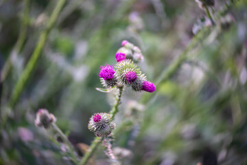 Flower of Arctium lappa. Close-up.