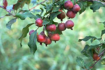 Glowing wild flowers with red fruits all over the branches