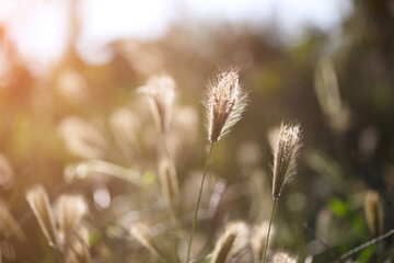 Fototapeta premium The yellowing of saxifrage in the setting sun