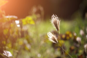 Tigertail grass that turns yellow in early autumn grows in the sun