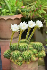 Cactus flower green stem white flowers.