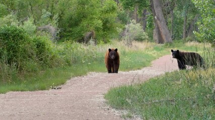 Brown Bear & Black Bear on Walking Path 