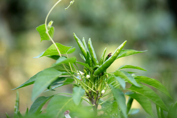 The vigorously growing Chaotian pepper crop