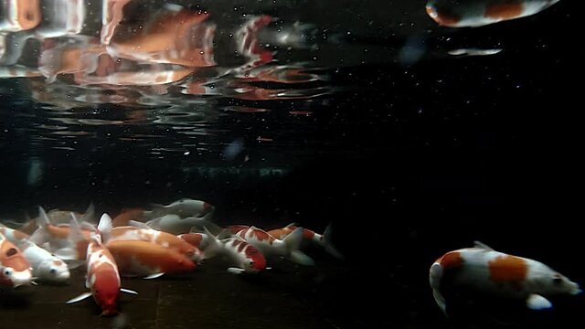 Beautiful underwater footage of multi colour koi fishes swim with dark background and wavy reflections on surface