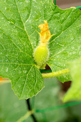 Growing fruit of melon (Cucumis melo)