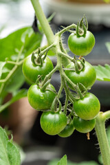 Growing green fruit of tomato (Solanum lycopersicum) in the garden in Japan