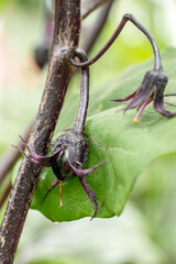 Fruit of eggplant (Solanum melongena) growing in the garden in Japan