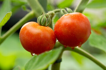 Obraz premium Fruit of tomato (Solanum lycopersicum) just before harvest in Japan