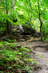 Tree roots holding on to the side of the rock. Wooded path near rocks. Starved Rock Illinois.