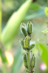 Autumn sesame, plump fruits hanging on the branches