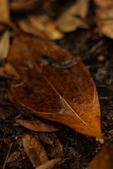 leaf on the ground