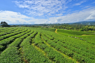 Beautiful panorama view of green tea farm