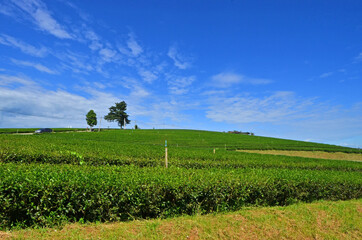 Fototapeta na wymiar Cloudy sky over tea farm on the hill