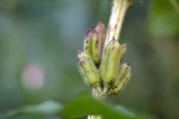 A small cluster of green sesame fruits growing