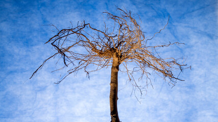 Inverted roots of a tree-like plant on a blue background