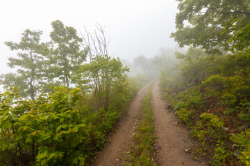 Forest Road. Dirt forest road among green trees standing in the fog.
