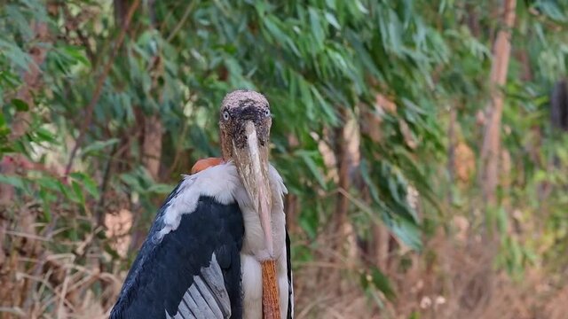 Greater Adjutant, Leptoptilos dubius, Buriram, Thailand; a portrait of an individual as the camera zooms into its face then it closes its eyes together during a windy day.