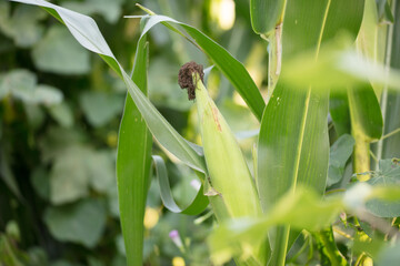 Green corn on the cob growing in the field