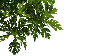 Green leaves isolated on white background,Green leaf pattern,Papaya leaves