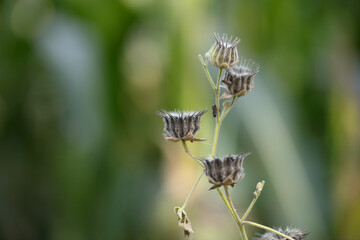 Ripe seeds of wild Abutilon in autumn