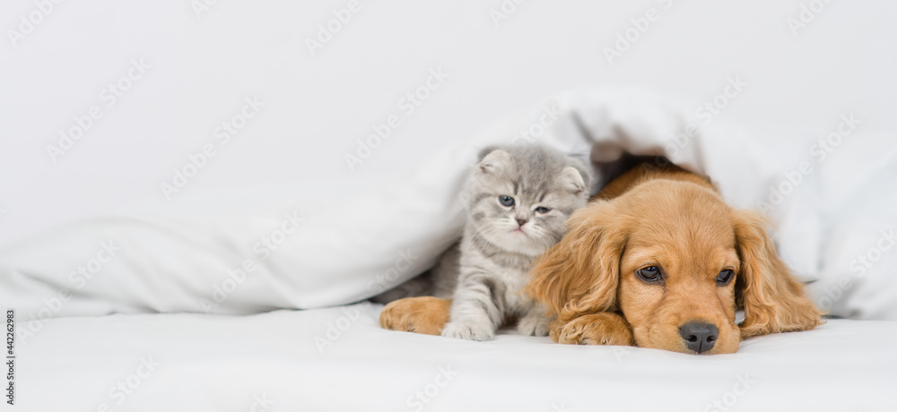 Poster cute kitten and english cocker spaniel puppy lying together under warm blanket on a bed at home. emp