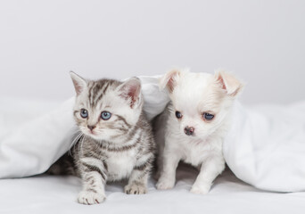 Fototapeta na wymiar Tiny kitten and Chihuahua puppy sit together under white warm blanket on a bed at home