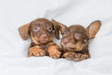 Two cute Dachshund puppies sleep together under a white blanket on a bed at home. Top down view