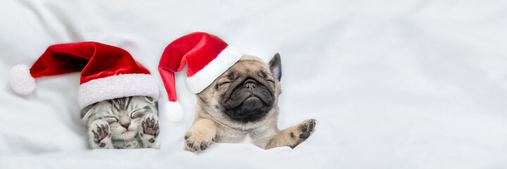 Funny kitten and Pug puppy wearing santa hats sleep together  under a white blanket on a bed at home. Top down view. Empty space for text