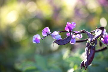 Fototapeta na wymiar Purple vegetable plum peas and small flowers