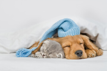 English Cocker spaniel puppy wearing warm hat and cute kitten sleep together under white warm blanket on a bed at home