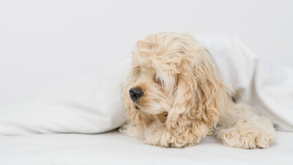 Cocker spaniel puppy lying under white warm blanket on a bed at home and looks on empty space