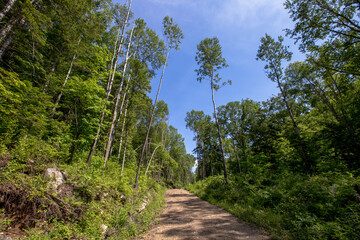 The forest road goes up among tall taiga trees. Far Eastern taiga. Deforestation.