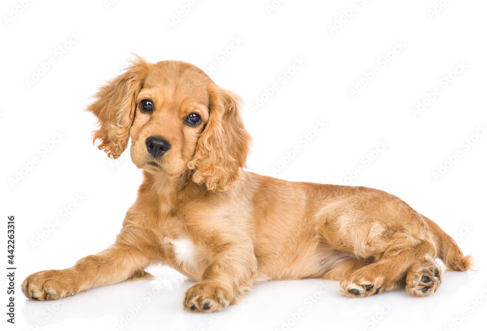 Aufkleber portrait of a english cocker spaniel puppy lying in side view and tilting head. isolated on white ba